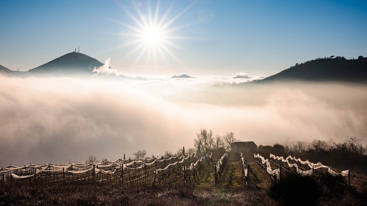 Tramonto sui vigneti dei Colli Euganei con colline sullo sfondo